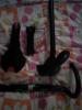 post-16329-0-38905300-1425831264_thumb.j