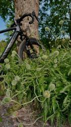 IMG_5686.jpeg